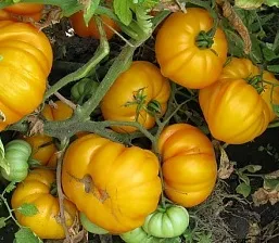 Степен жълт домат