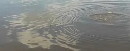 Какво риба
