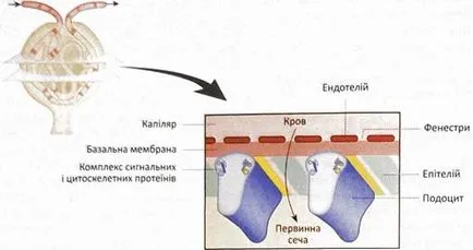 Какво е филтриране на урината