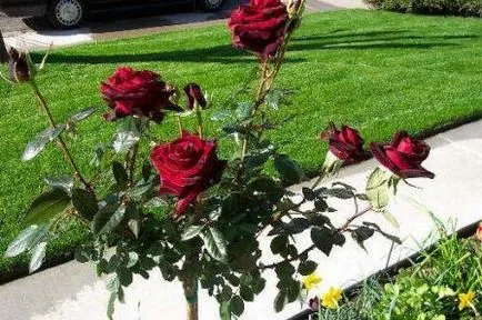 Roses клас черна магия