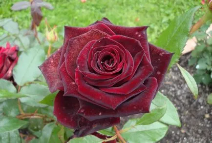 Roses клас черна магия