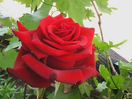 Roses клас черна магия