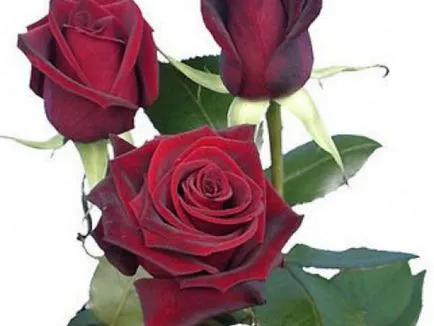 Roses клас черна магия
