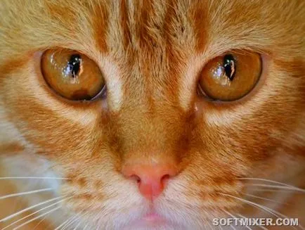 коса Cat