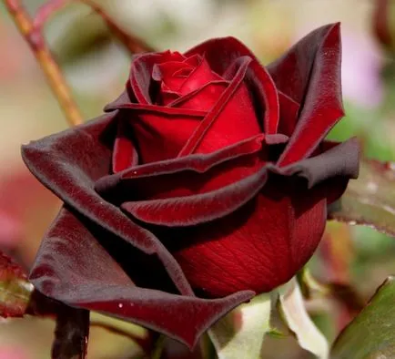 Roses клас черна магия