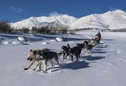 Sled порода куче