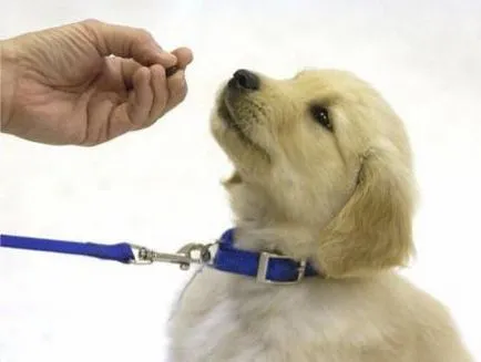 Как да научим кученцето си