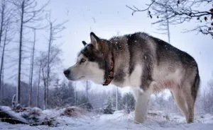Sled порода куче