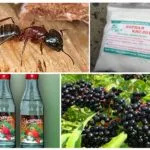 Hogyan lehet megszabadulni a hangyák az ágyak a kertben népi jogorvoslat (kert) Hogyan lehet megszabadulni a hangyák az ágyak a kertben népi jogorvoslat