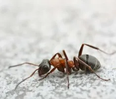 Hogyan lehet megszabadulni a fekete hangyák a házban