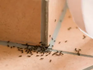 Hogyan lehet megszabadulni a fekete hangyák a házban