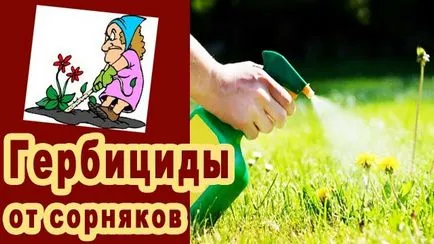 Hogyan lehet megszabadulni a koca-bogáncs a helyszínen örökre (megszabadulni) Hogyan lehet megszabadulni a koca-bogáncs a helyszínen örökre