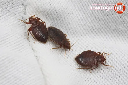 Hogyan lehet megszabadulni a poloska az otthoni (előfordulásának megelőzésére az otthoni poloska) Hogyan lehet megszabadulni a poloska az otthoni