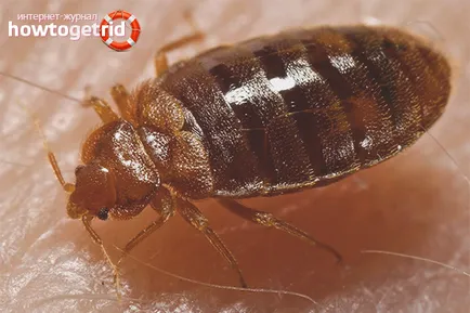Hogyan lehet megszabadulni az ágyból hibákat a home (ágynemű) Hogyan lehet megszabadulni a poloska az otthoni