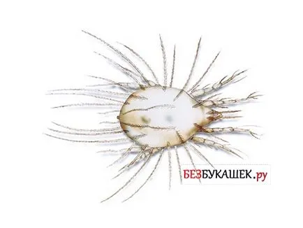 Hogyan lehet megszabadulni az ágyból atkák hatékony módszerek harc