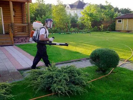 Hogyan lehet megszabadulni a hangyák a száma 1