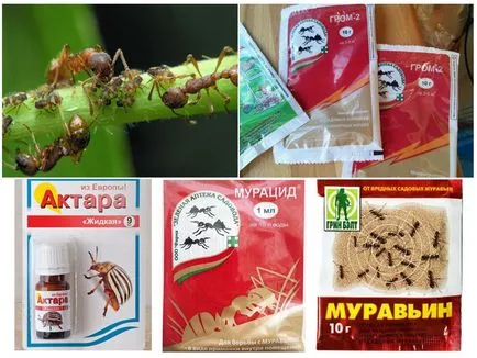 Hogyan lehet megszabadulni a hangyák az ágyak a kertben népi jogorvoslat (kert) Hogyan lehet megszabadulni a hangyák az ágyak a kertben népi jogorvoslat