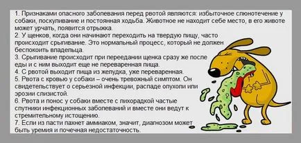 Ако кучето повръща жлъчен