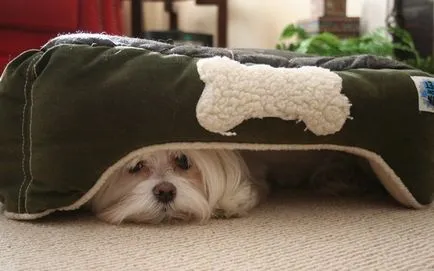 Кучето се страхува от мен