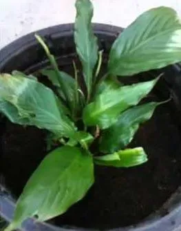 Как да се грижите Spathiphyllum