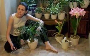 Как да се грижите Spathiphyllum