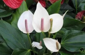 Как да се грижите Spathiphyllum