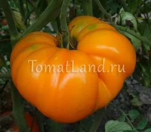 Степен жълт домат