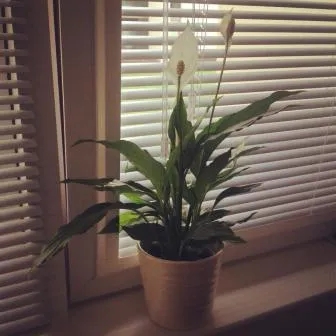 Как да се грижите Spathiphyllum