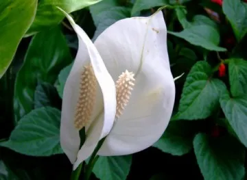 Как да се грижите Spathiphyllum