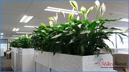 Как да се грижите Spathiphyllum