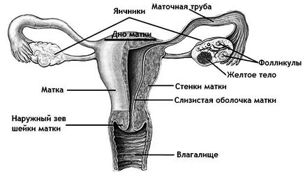Сонография какво е Сонография какво е