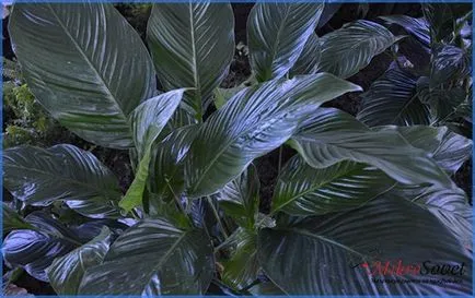 Как да се грижите Spathiphyllum