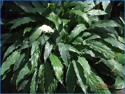 Как да се грижите Spathiphyllum