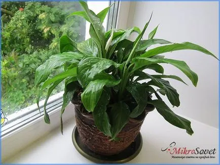 Как да се грижите Spathiphyllum