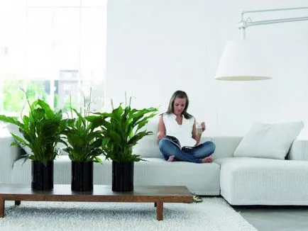 Как да се грижите Spathiphyllum