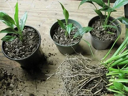 Как да се грижите Spathiphyllum