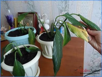Как да се грижите Spathiphyllum