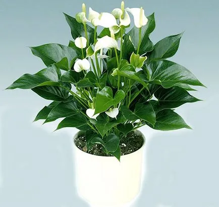 Как да се грижите Spathiphyllum