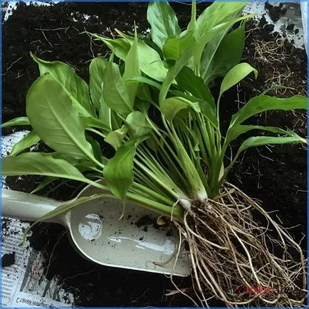 Как да се грижите Spathiphyllum