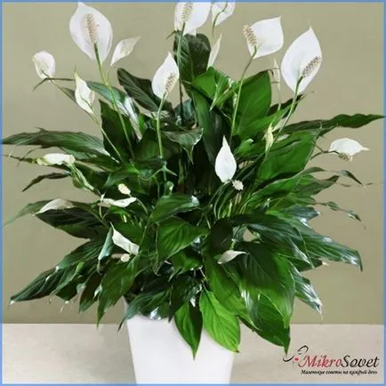 Как да се грижите Spathiphyllum