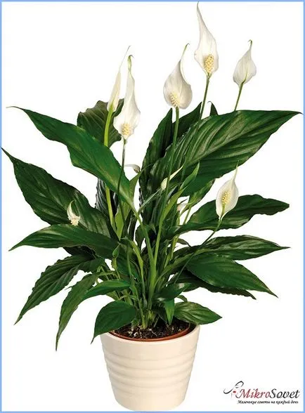 Как да се грижите Spathiphyllum