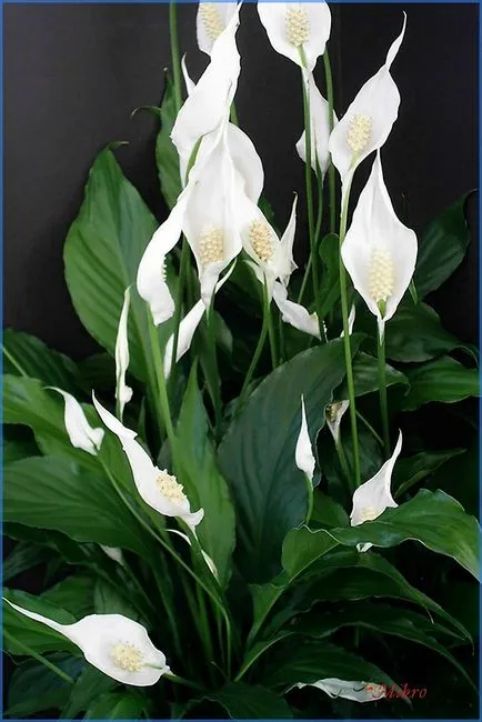 Как да се грижите Spathiphyllum
