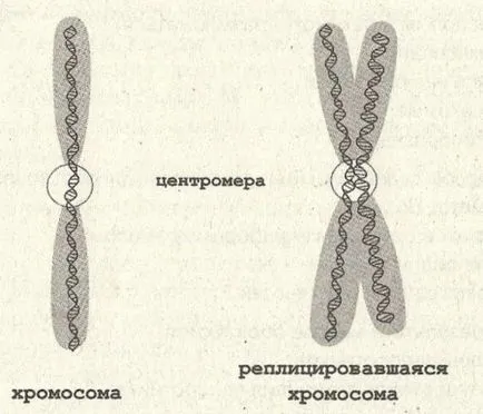 Какво е хромозома биология