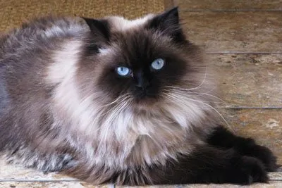 коса Cat