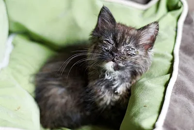 лечение на Тибет