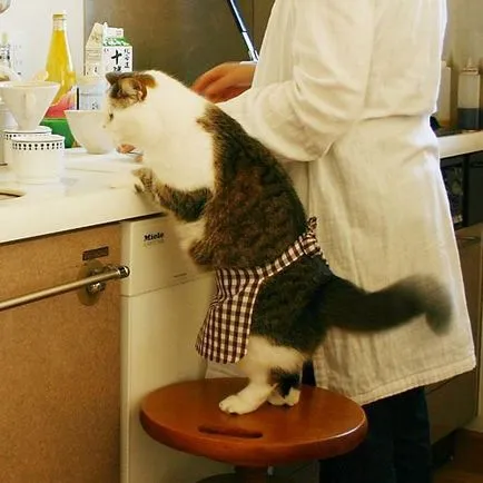 Както котката, за да отслабнете