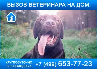 Учестено дишане при кучета Учестено дишане при кучета