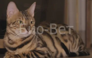 Cat върви лошо