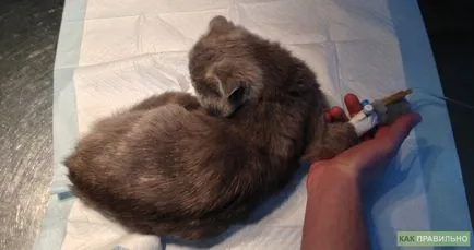 Както пронизваща Ябс котки