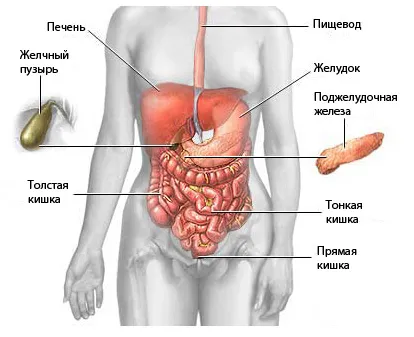 Узи вътрешните органи го